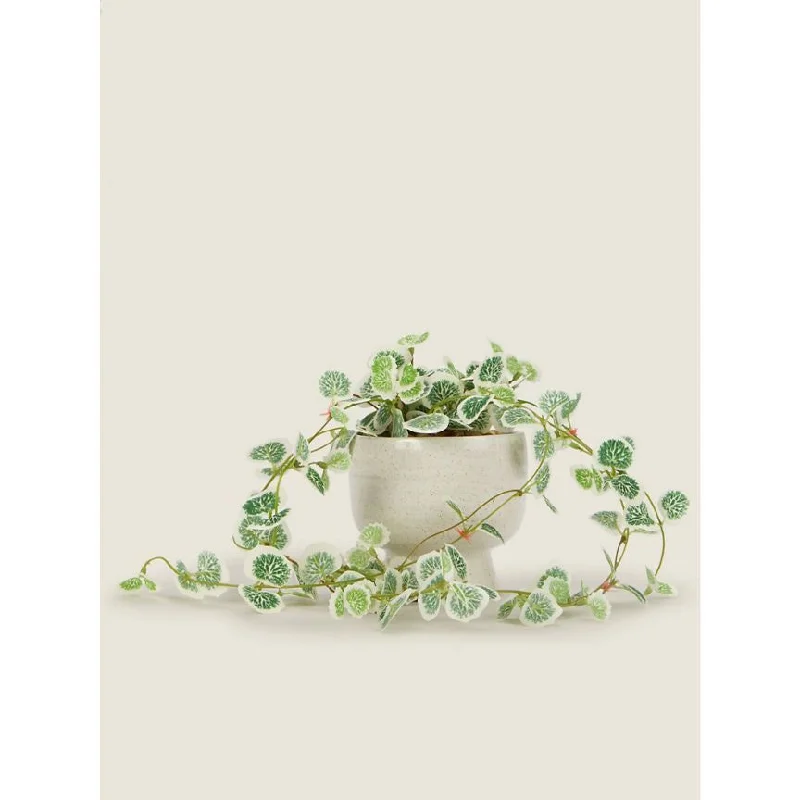 - ​​Christmas pet Christmas clothingGeorge Home White Variegated Trailing Plant in Footed Pot