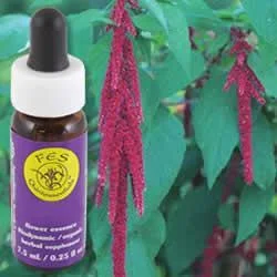 - Chinchilla cooling ice nest ceramic plateFlower Essence Services Love-Lies-Bleeding (0.25 fl oz) #8346